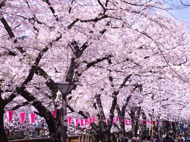 春のお花見の様子